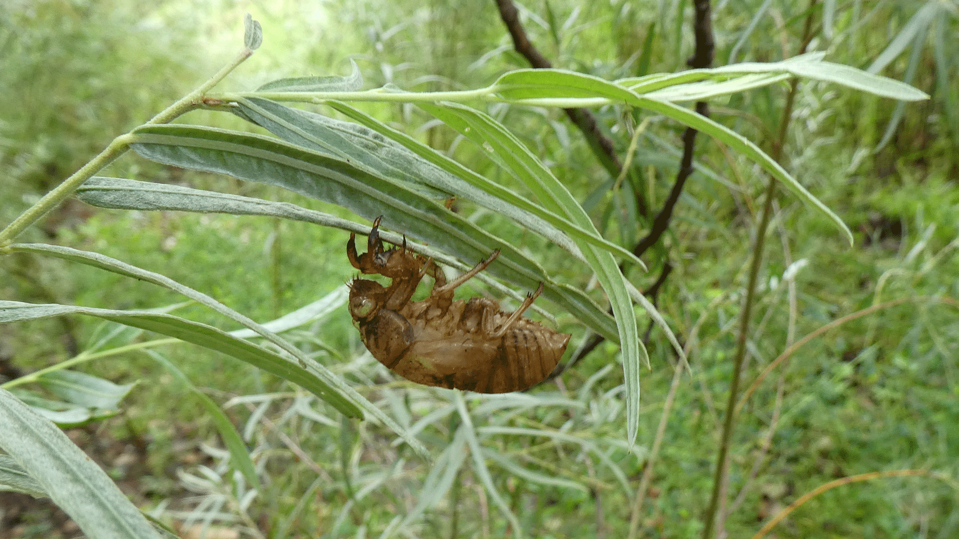 Nymph exoskeleton, Rio Grande Bosque, Albuquerque, July 2020