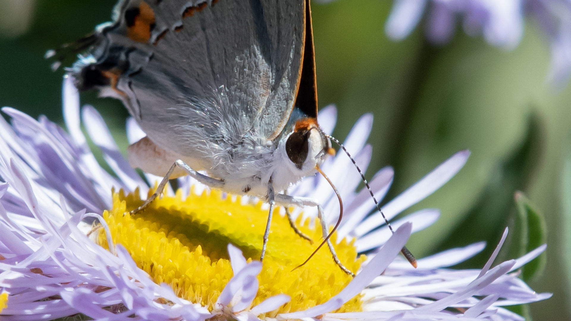 Male on fleabane, upper Sandia Mountains, July 2023