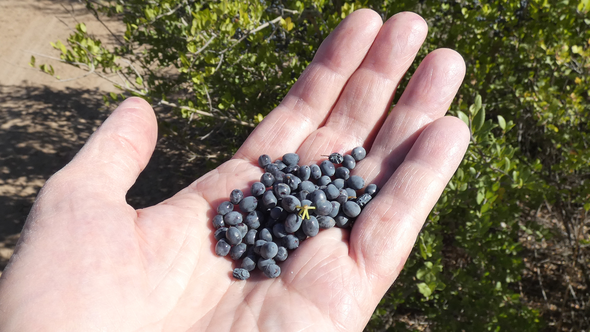 Fruit, Rio Grande Bosque, Albuquerque, September 2021