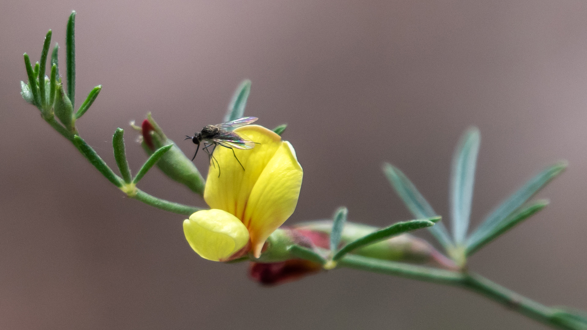 Sabino Canyon Open Space, June 2024