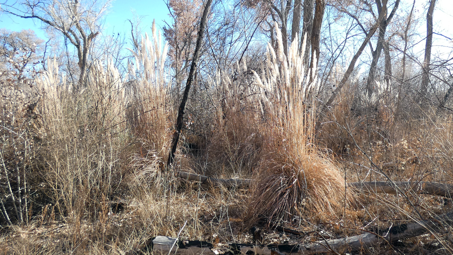 Rio Grande Bosque, Albuquerque, January 2022