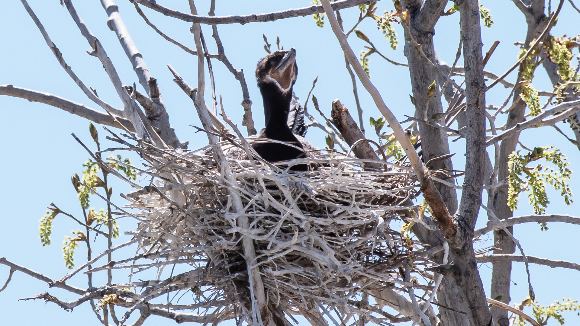 Nest, Tingley Beach, Albuquerque, April 2023