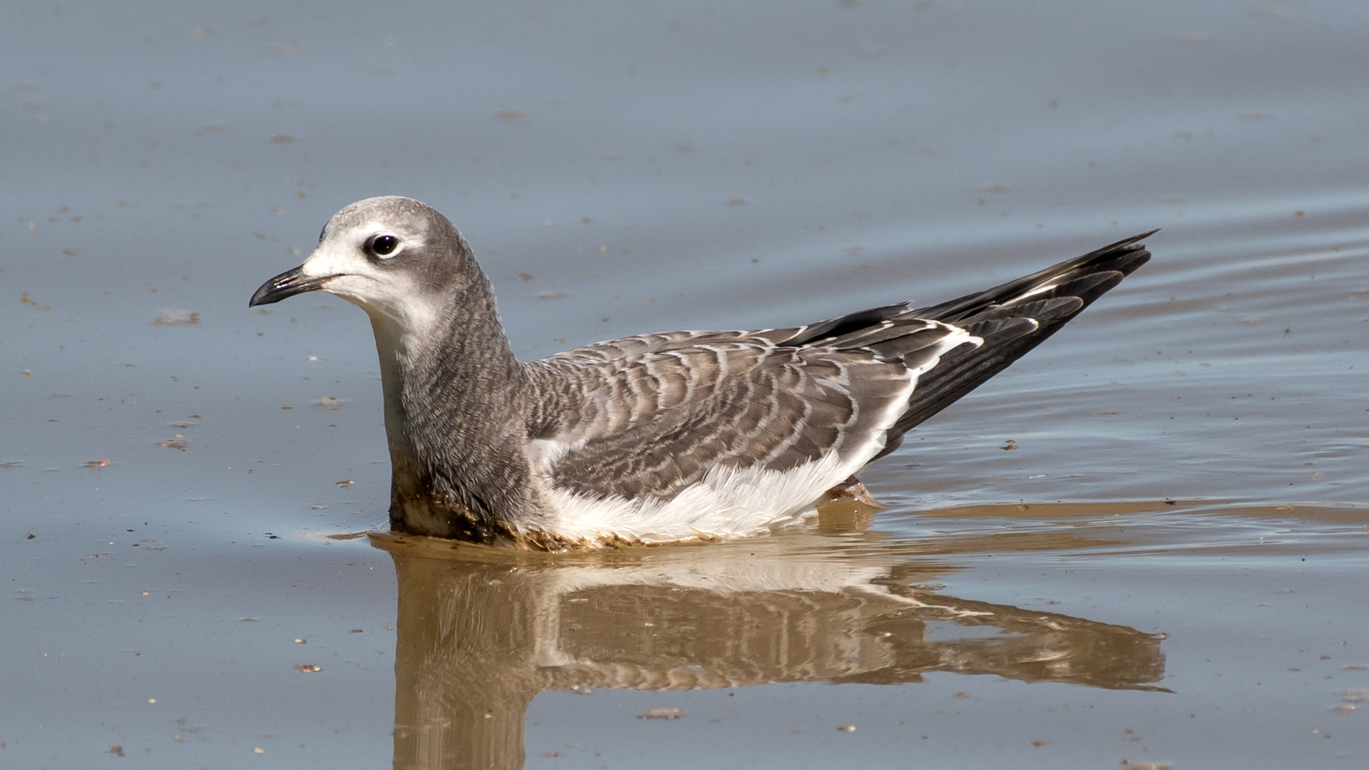 Juvenile, Bosque del Apache, September 2025