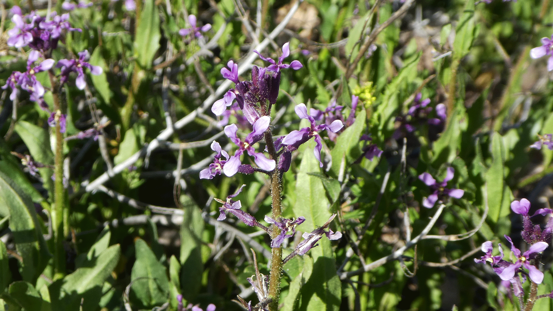 Rio Grande Bosque, Albuquerque, March 2020