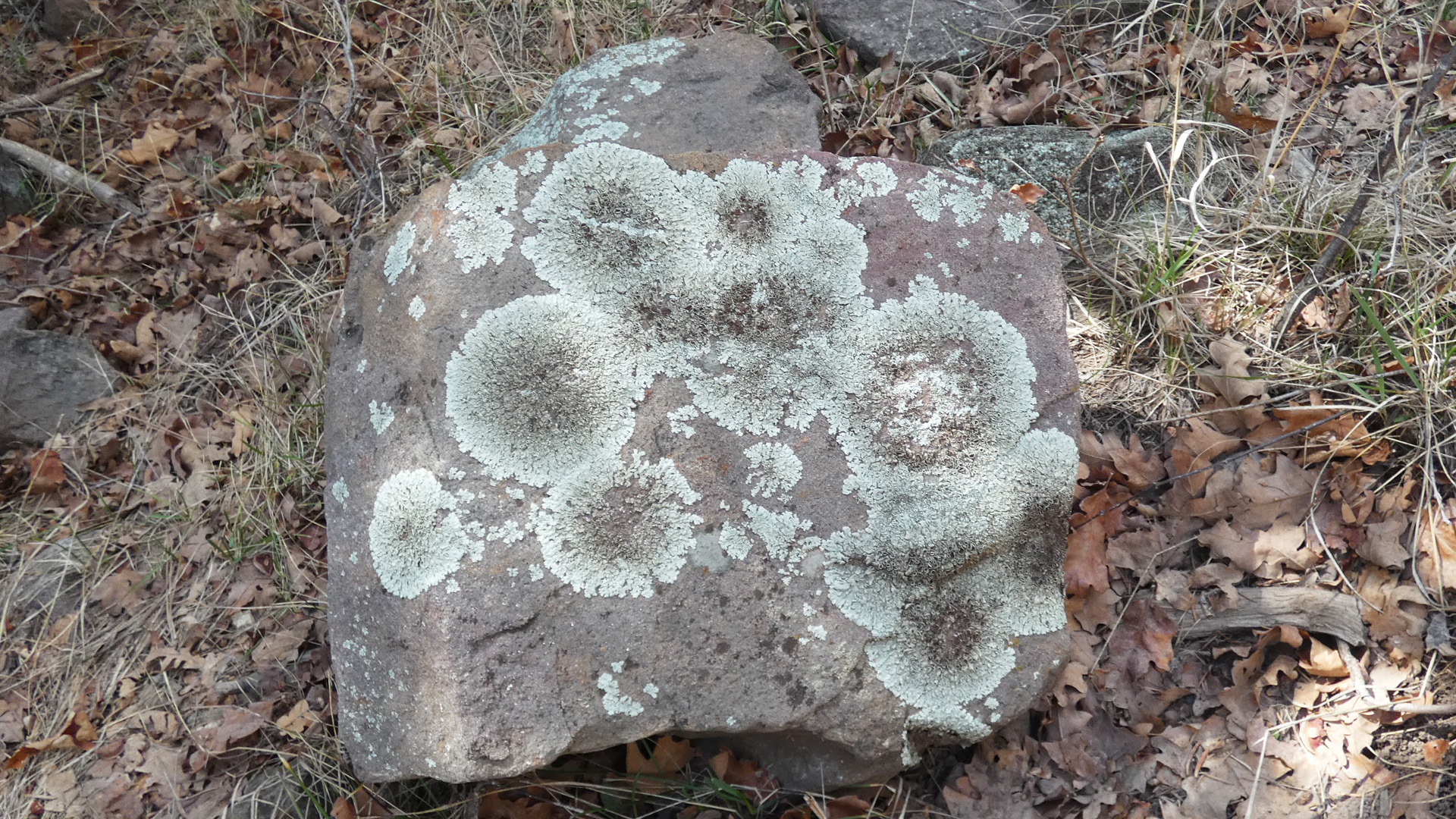 Circular lichens on sandstone