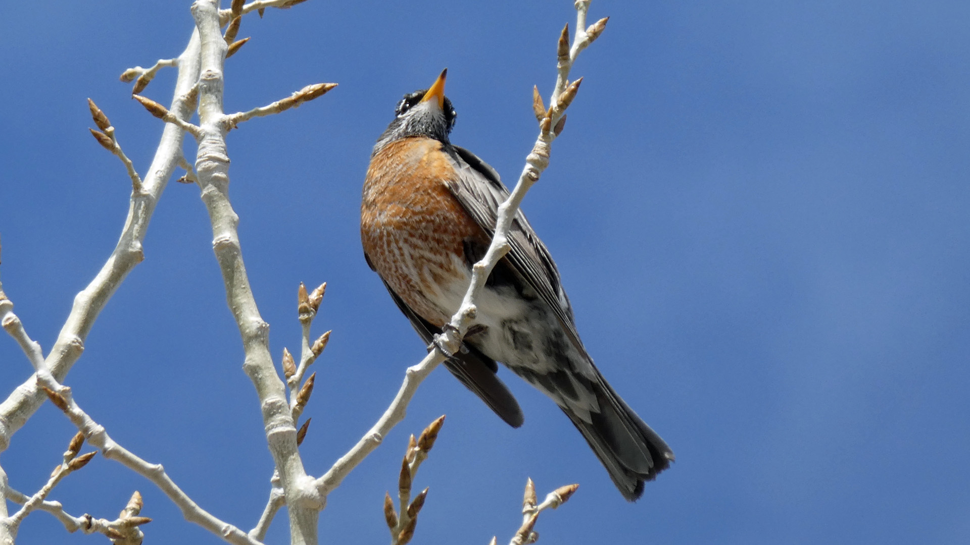 Female, Albuquerque, April 2020