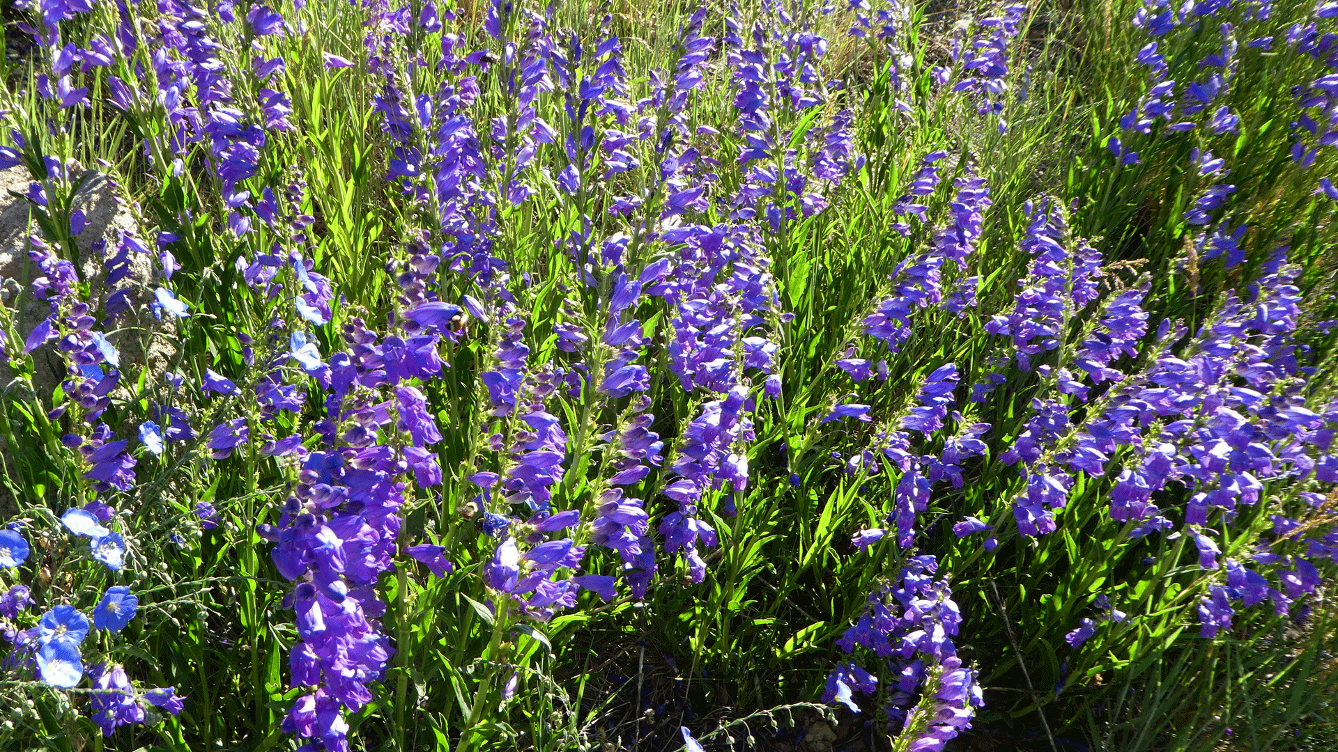 Sandia Mountains, June 2019