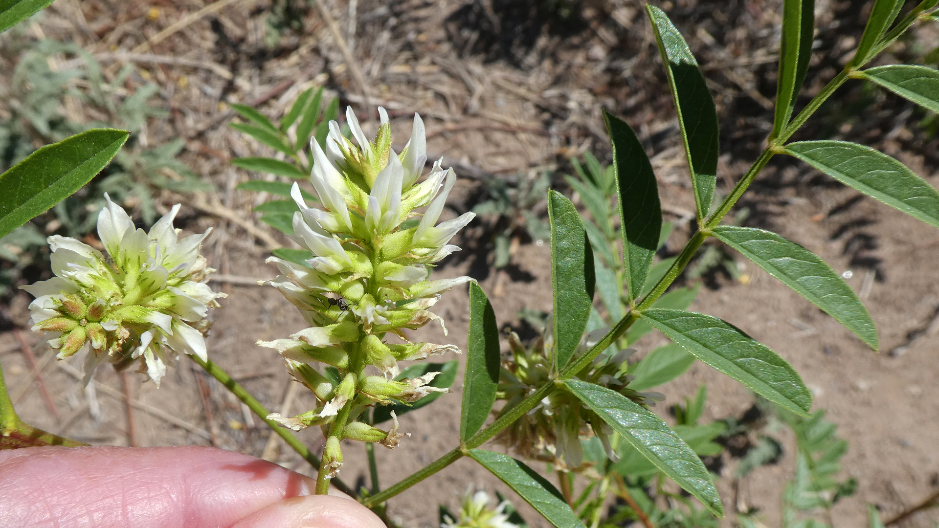 Rio Grande Bosque, Albuquerque, May 2021