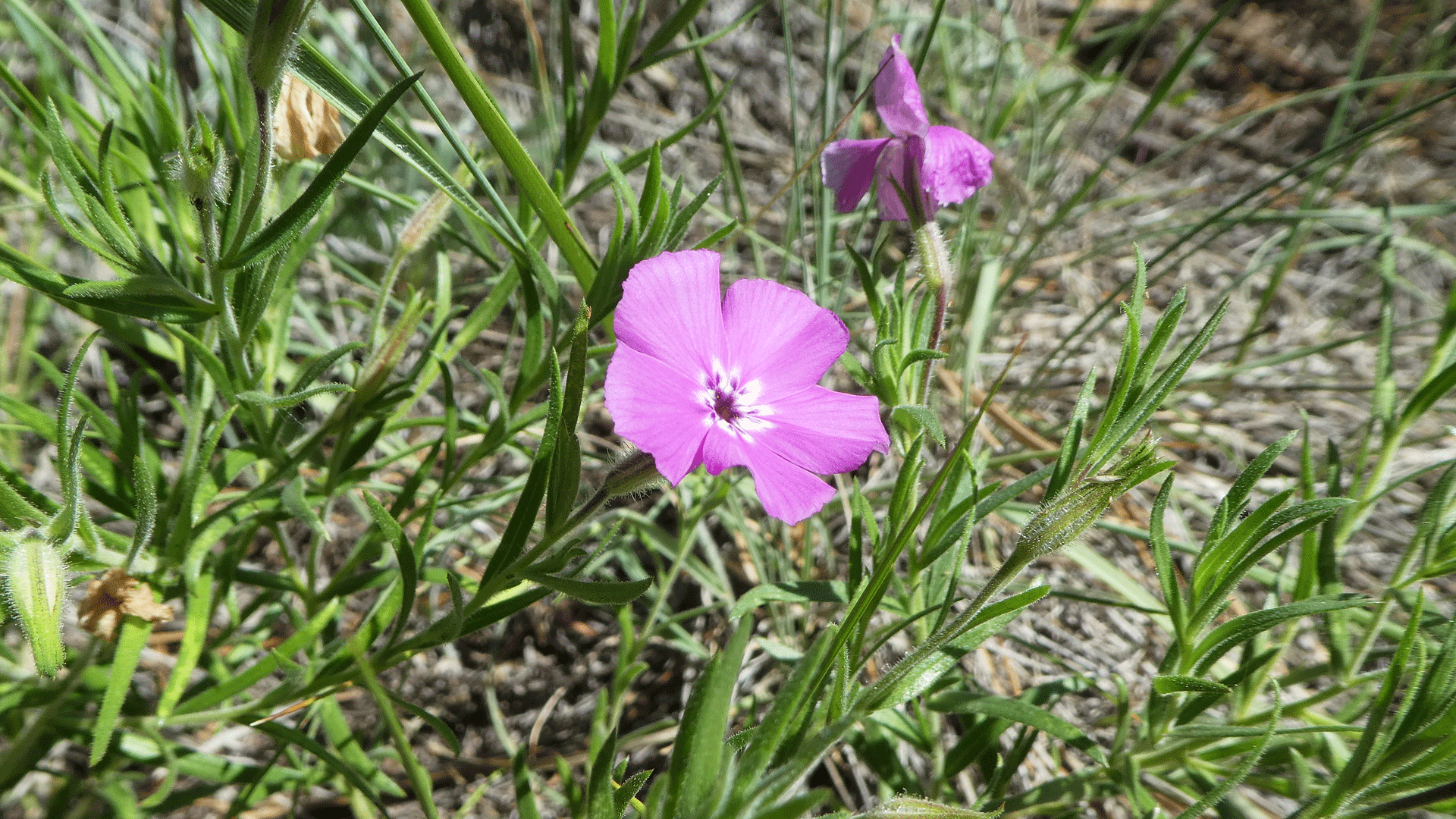 Manzanita Mountains, June 2020