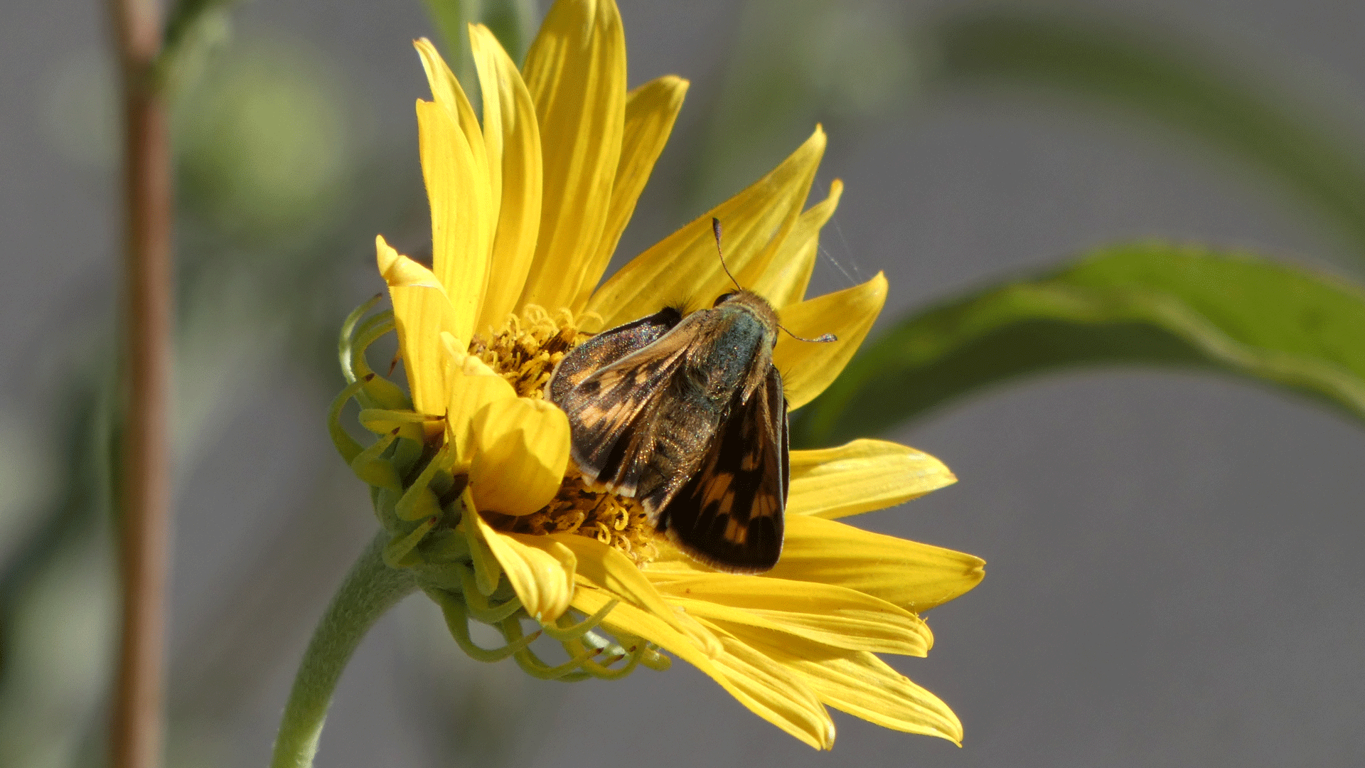 Female, Albuquerque, August 2020