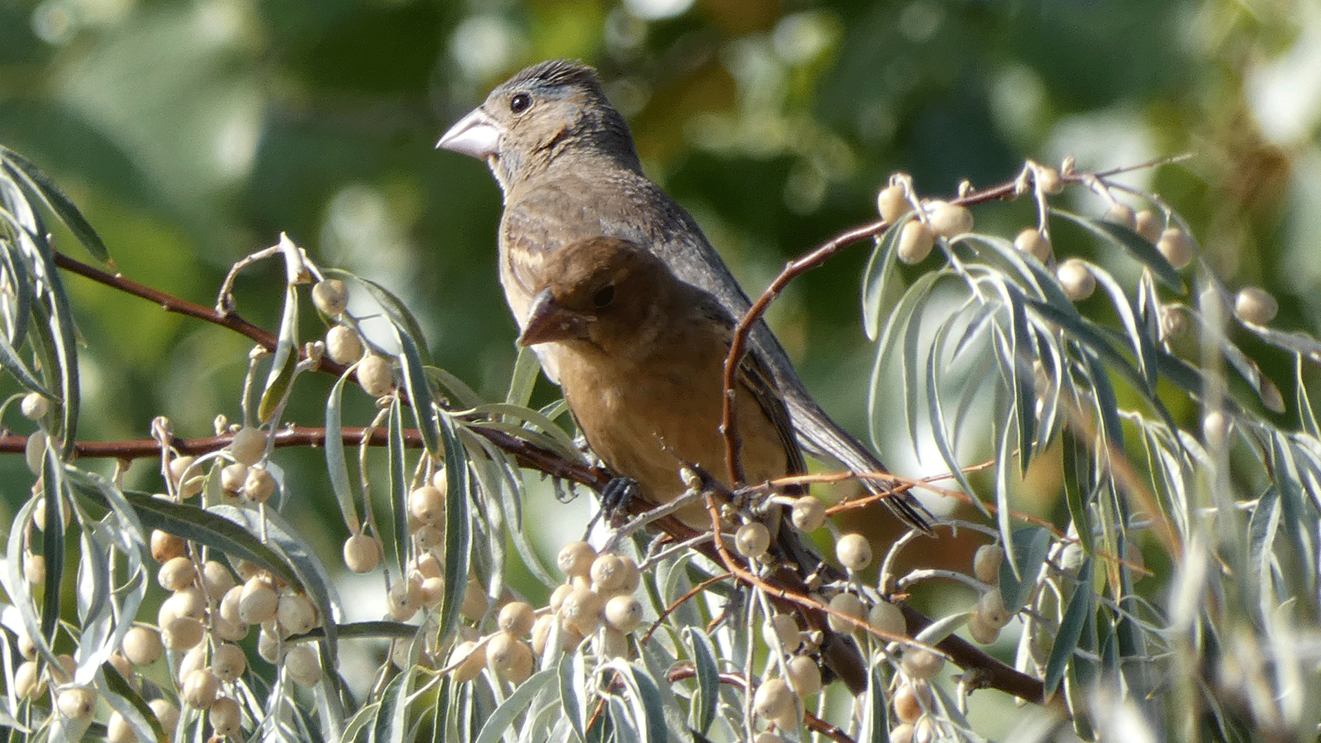 Female and immature, Rio Grande Bosque, Albuquerque, September 2020