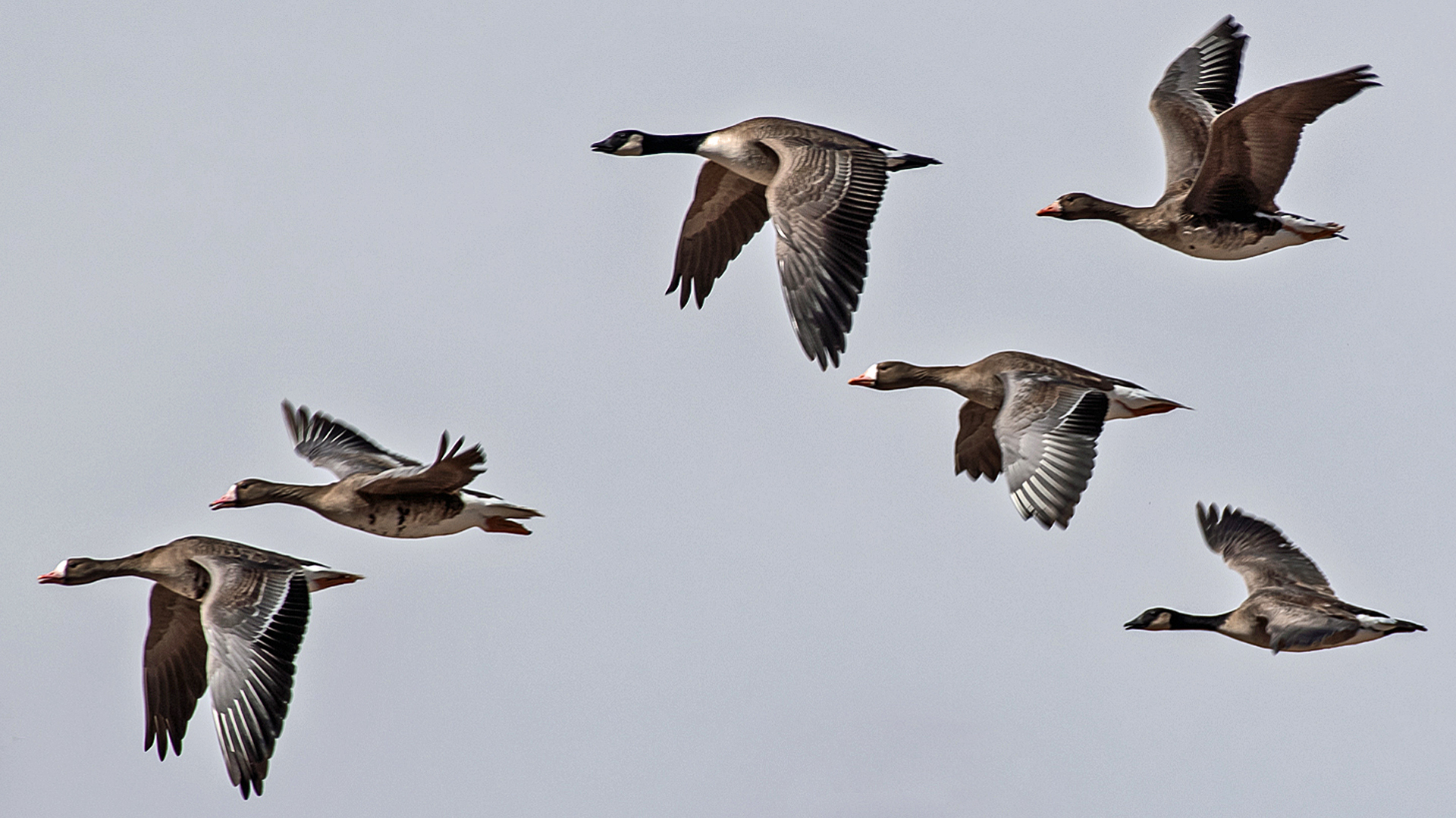 With Canada geese, Rio Grande, Albuquerque, March 2023