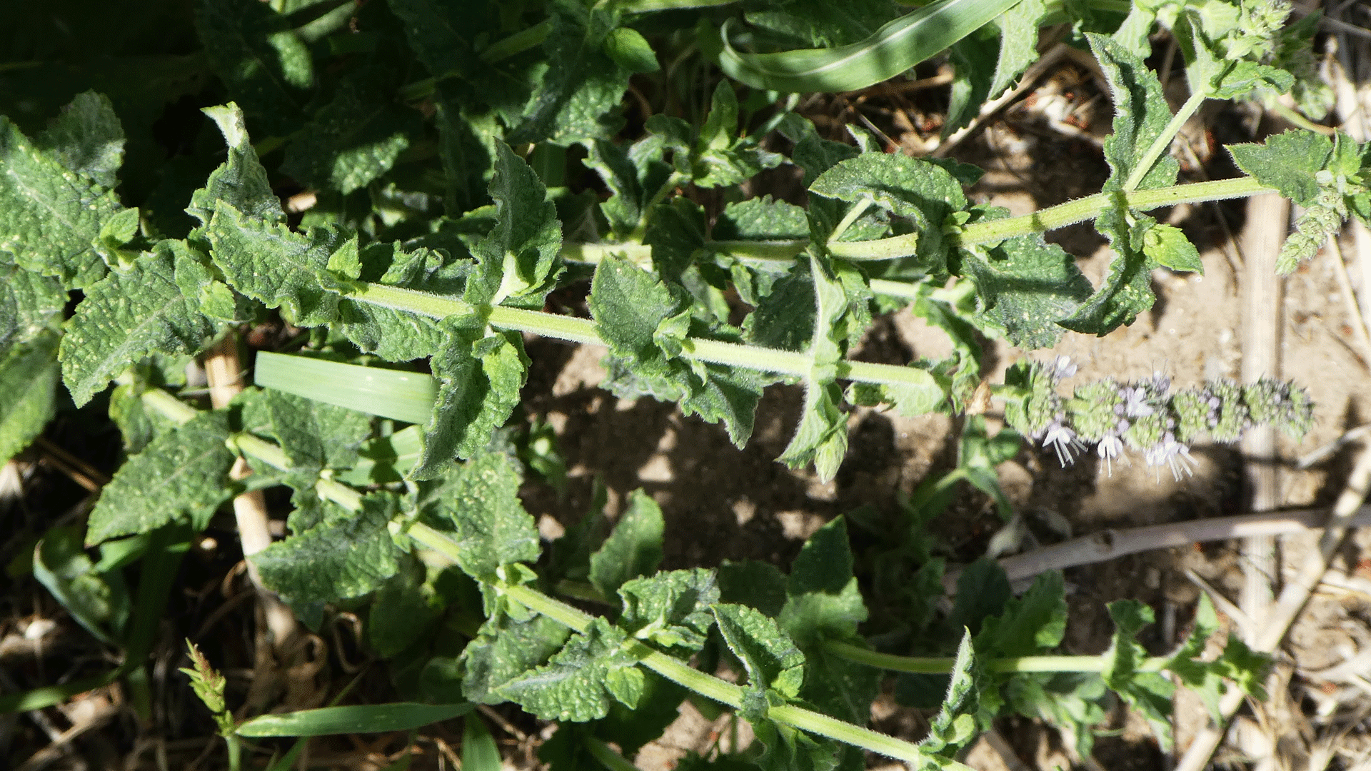 Opposite, mint-like leaves, Albuquerque, June 2020