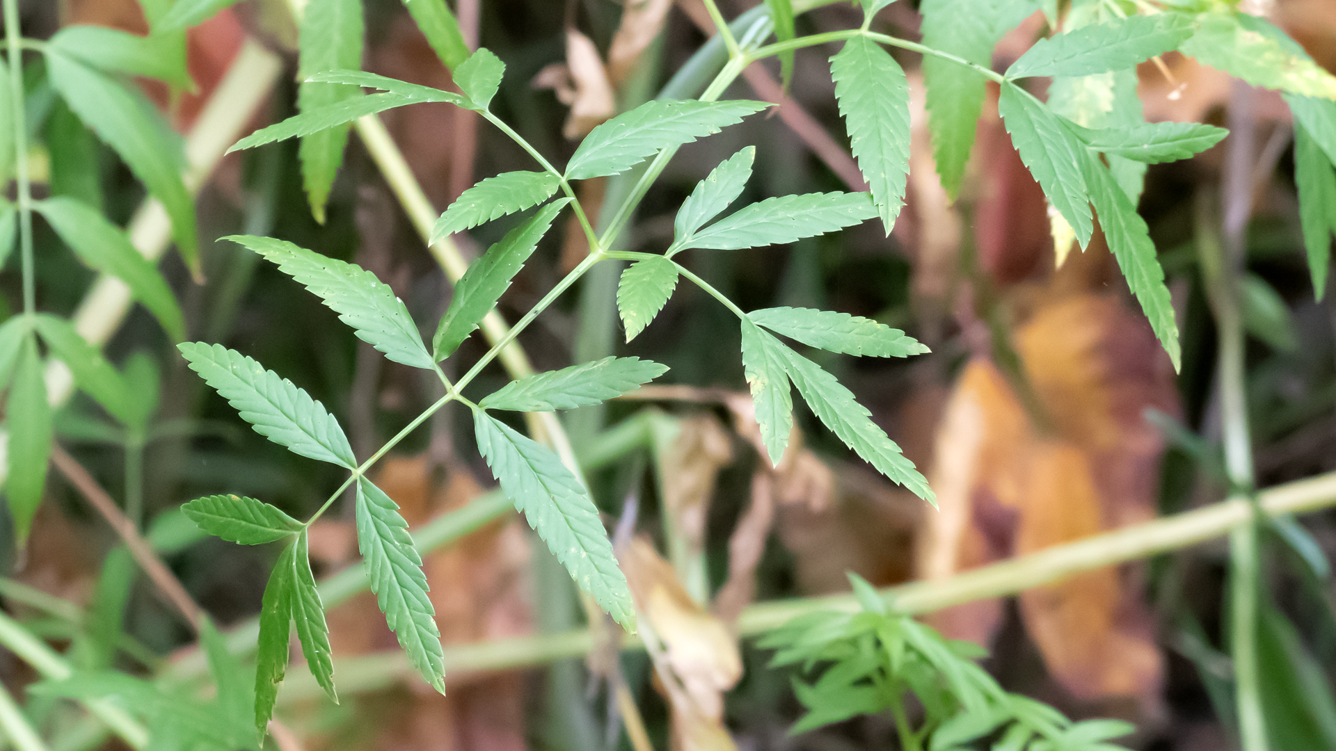 Leaves, Carlito Springs, October 2025