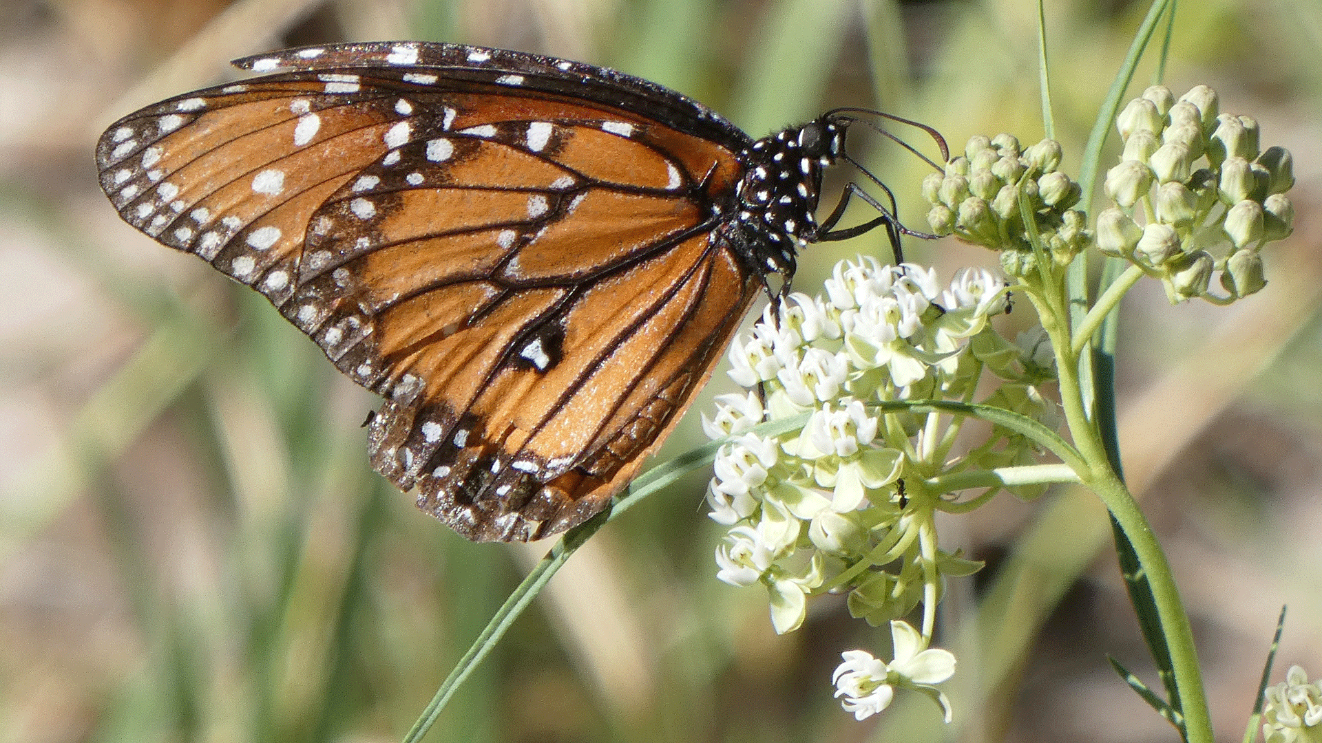 Male on milkweed, Rio Grande Bosque, Albuquerque, August 2020