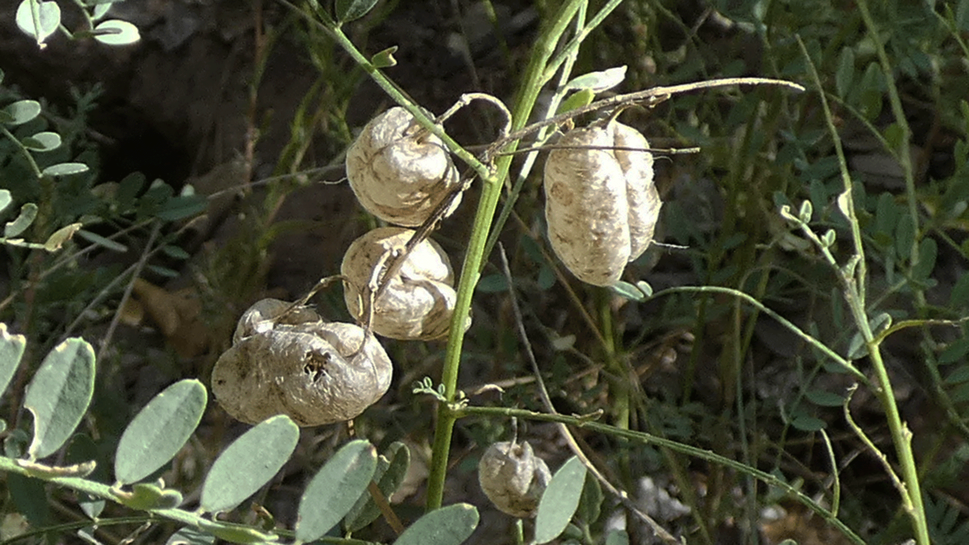 Rio Grande Bosque, Albuquerque, October 2020