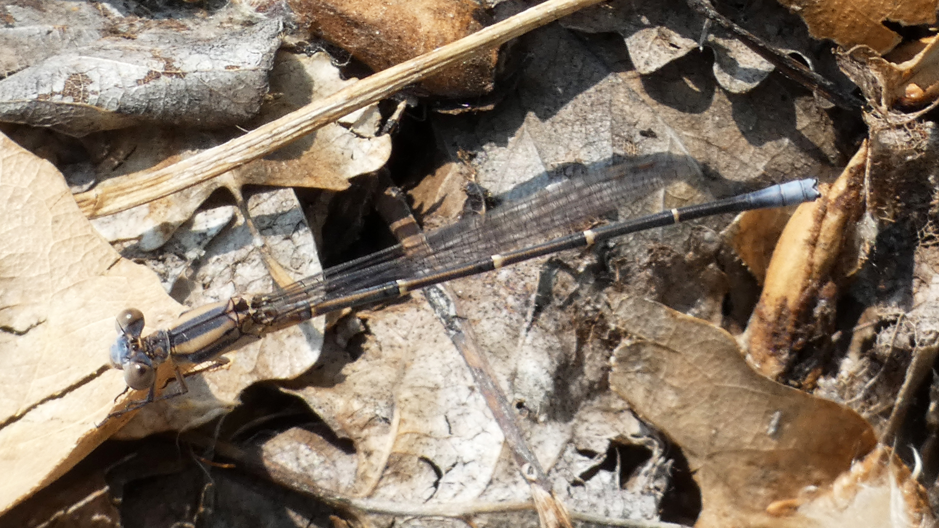 Immature male, Albuquerque, July 2021