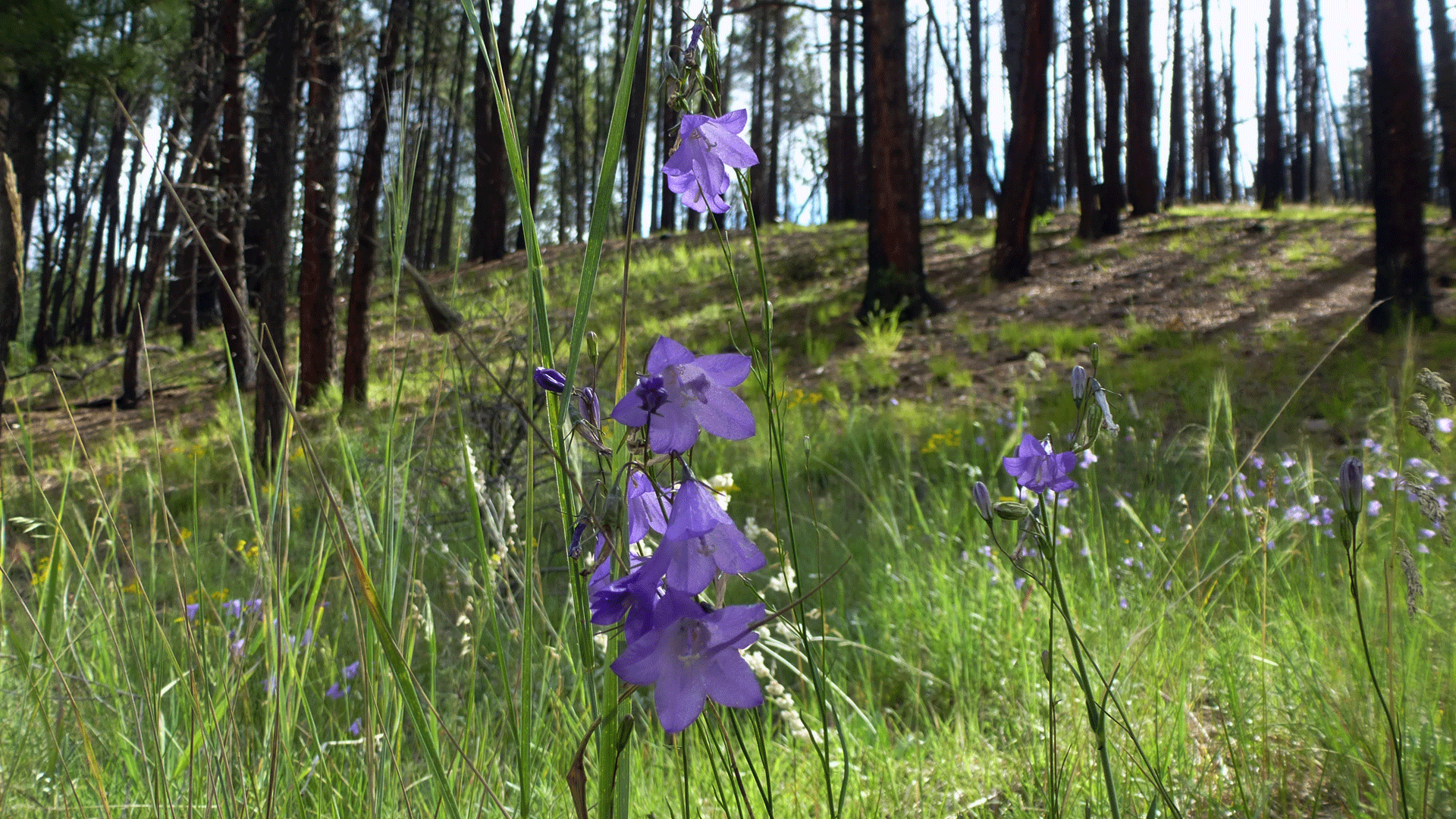 Valles Caldera National Preserve, August 2017