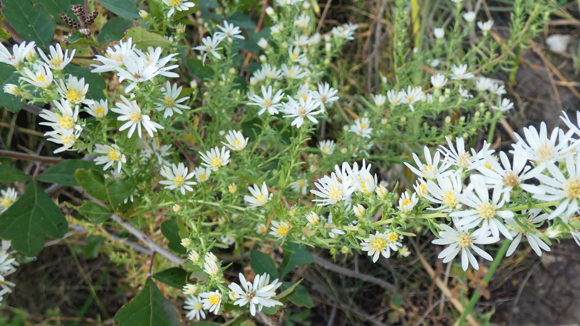 Rio Grande Bosque, Albuquerque, September 2020