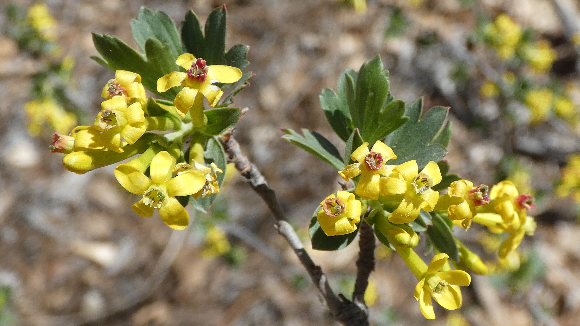 Rio Grande Bosque, Albuquerque, April 2022