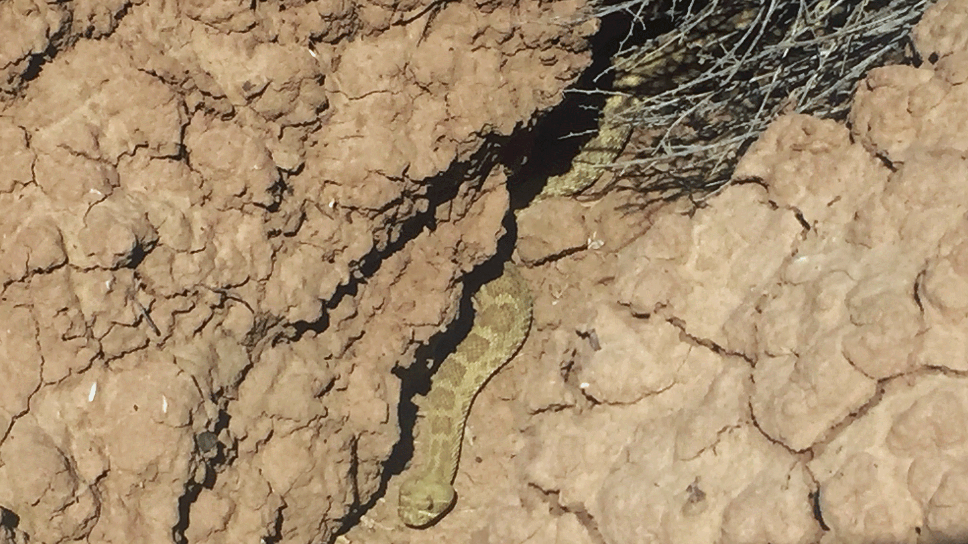 Rio Puerco Valley near Los Lunas, April 2019