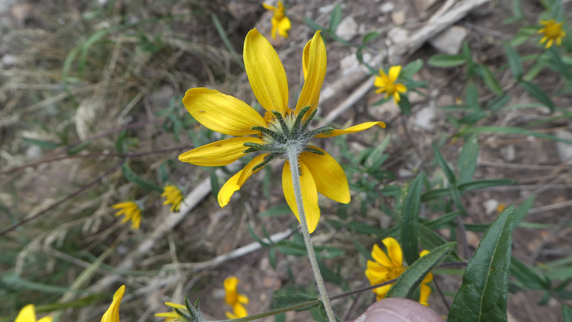 Sandia Mountains, September 2019