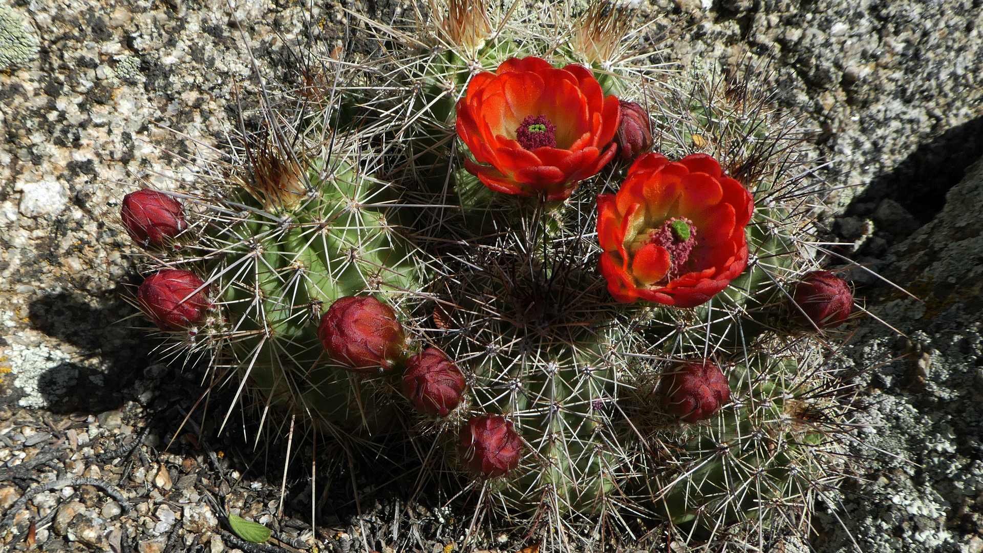 Western foothills of the Sandia Mountains, April 2019