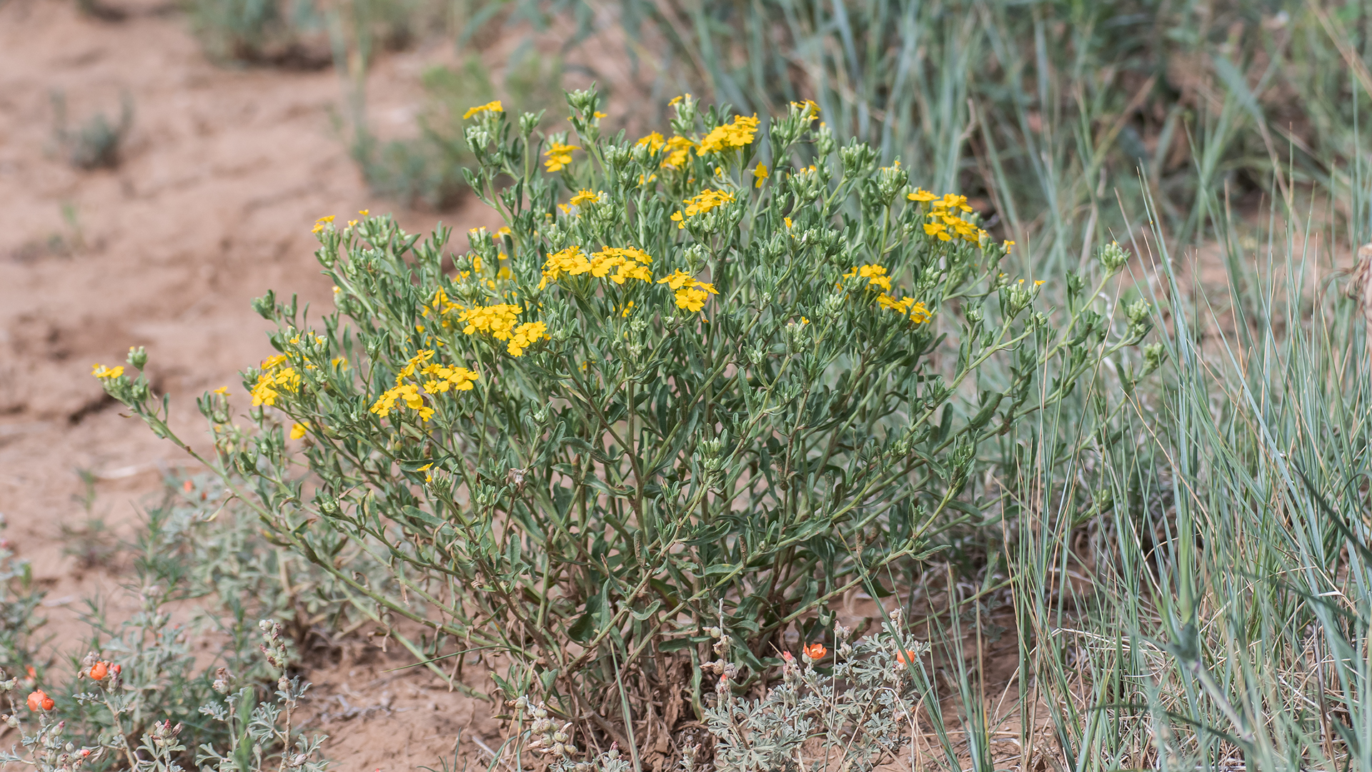 Sabino Canyon Open Space, July 2025