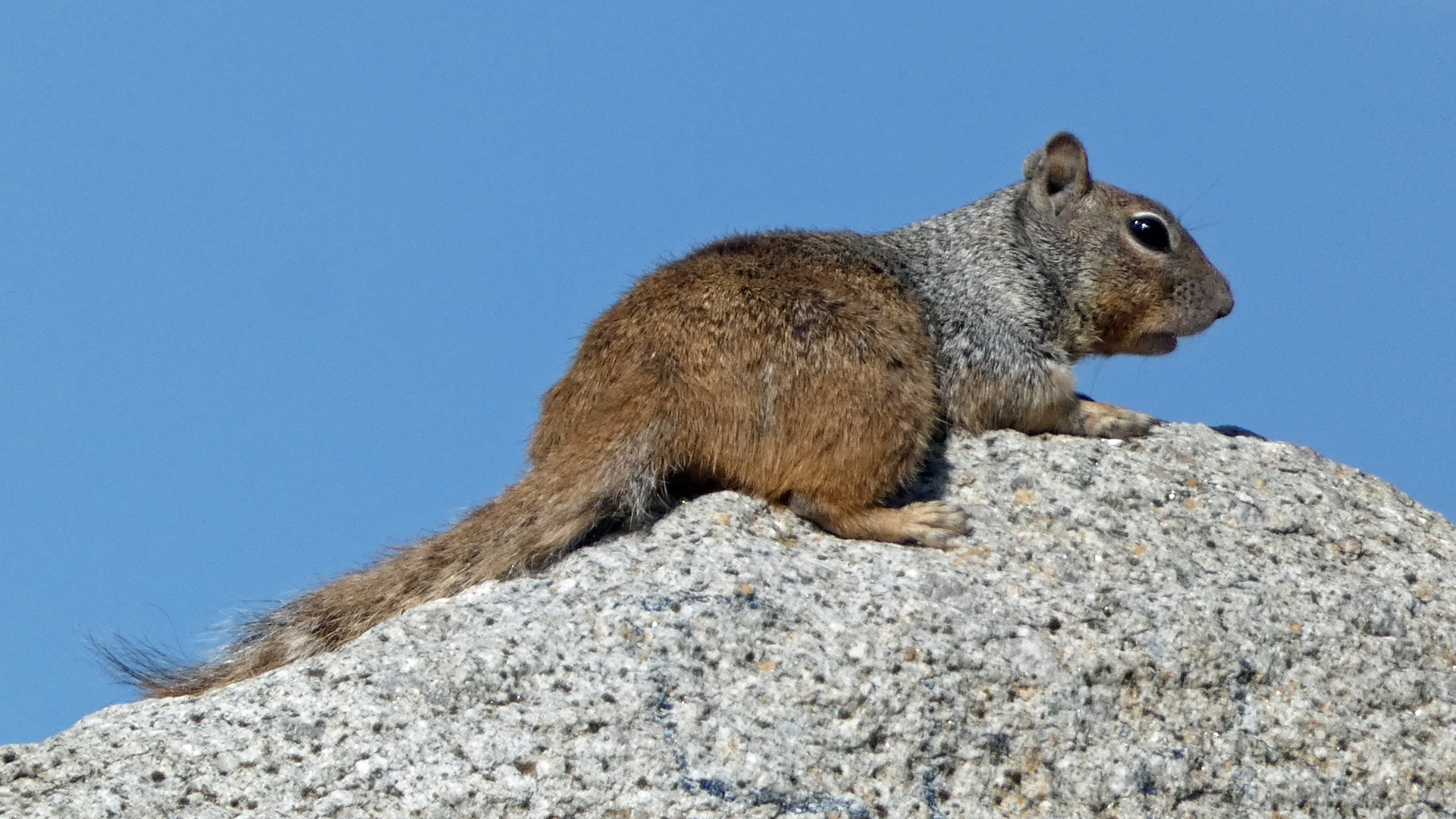 Splooting, Sandia Mountains west foothills, August 2022