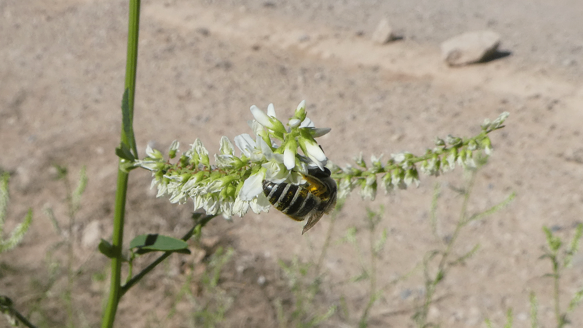 With plasterer (?) bee, Albuquerque, June 2020