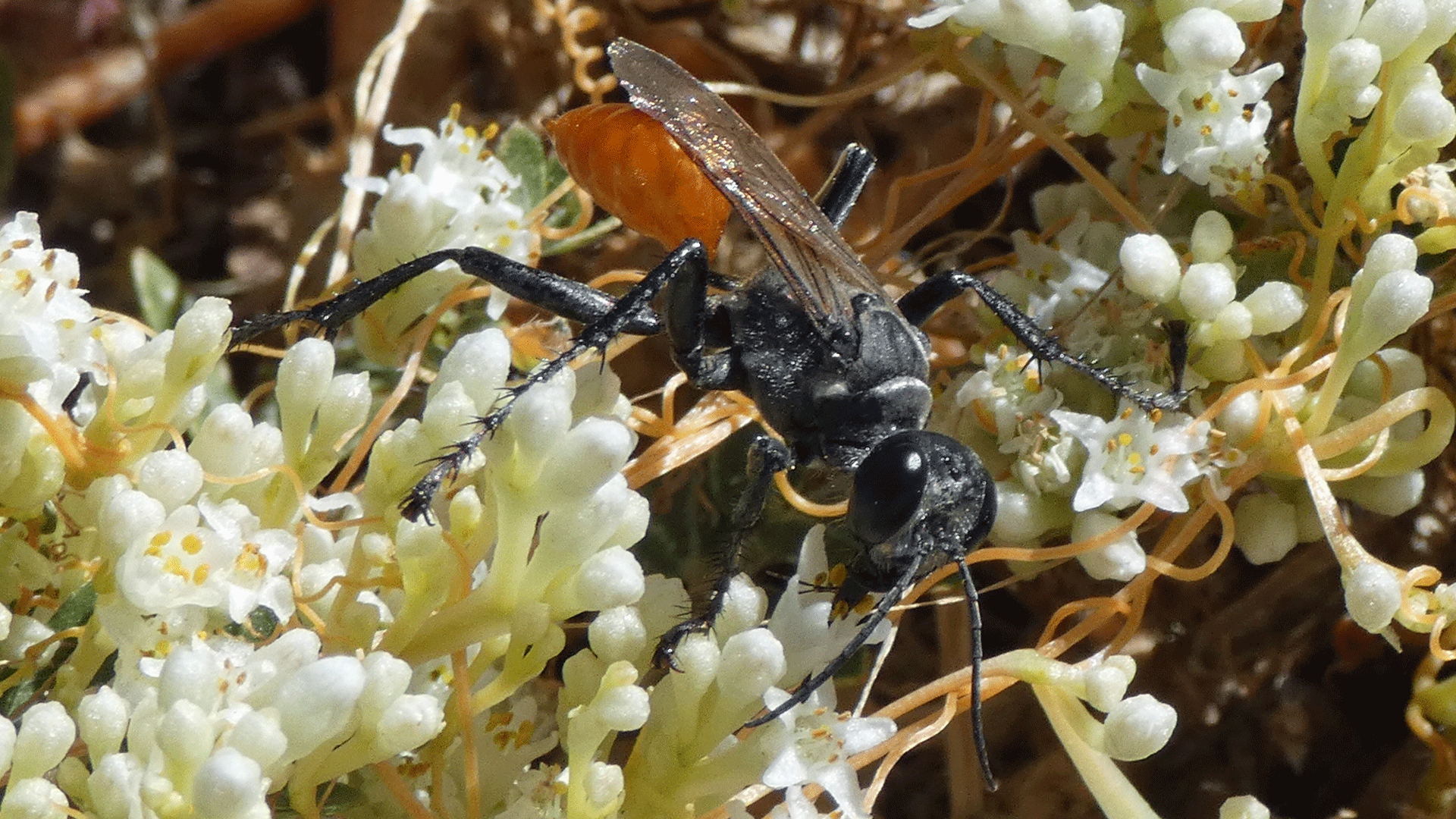 On dodder, Rio Grande Bosque, Albuquerque, October 2020