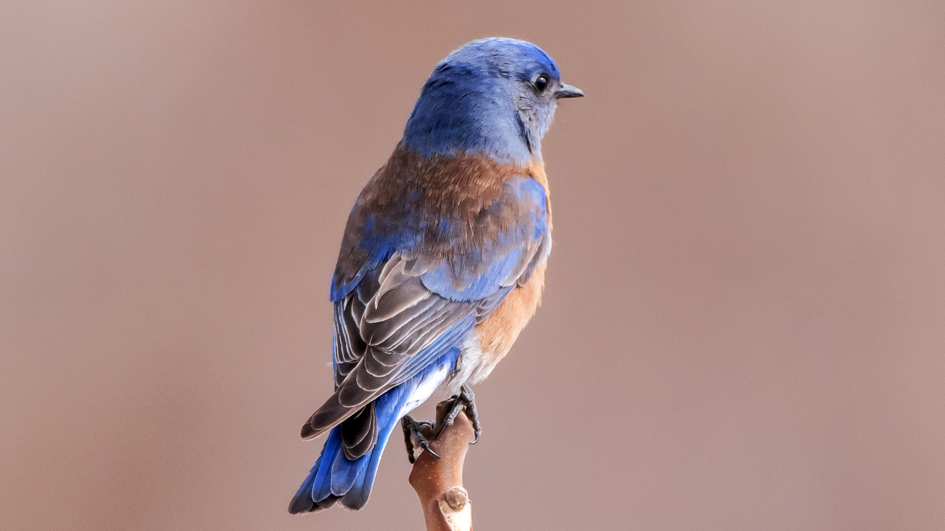 Male, Rio Grande Bosque, Albuquerque, April 2025