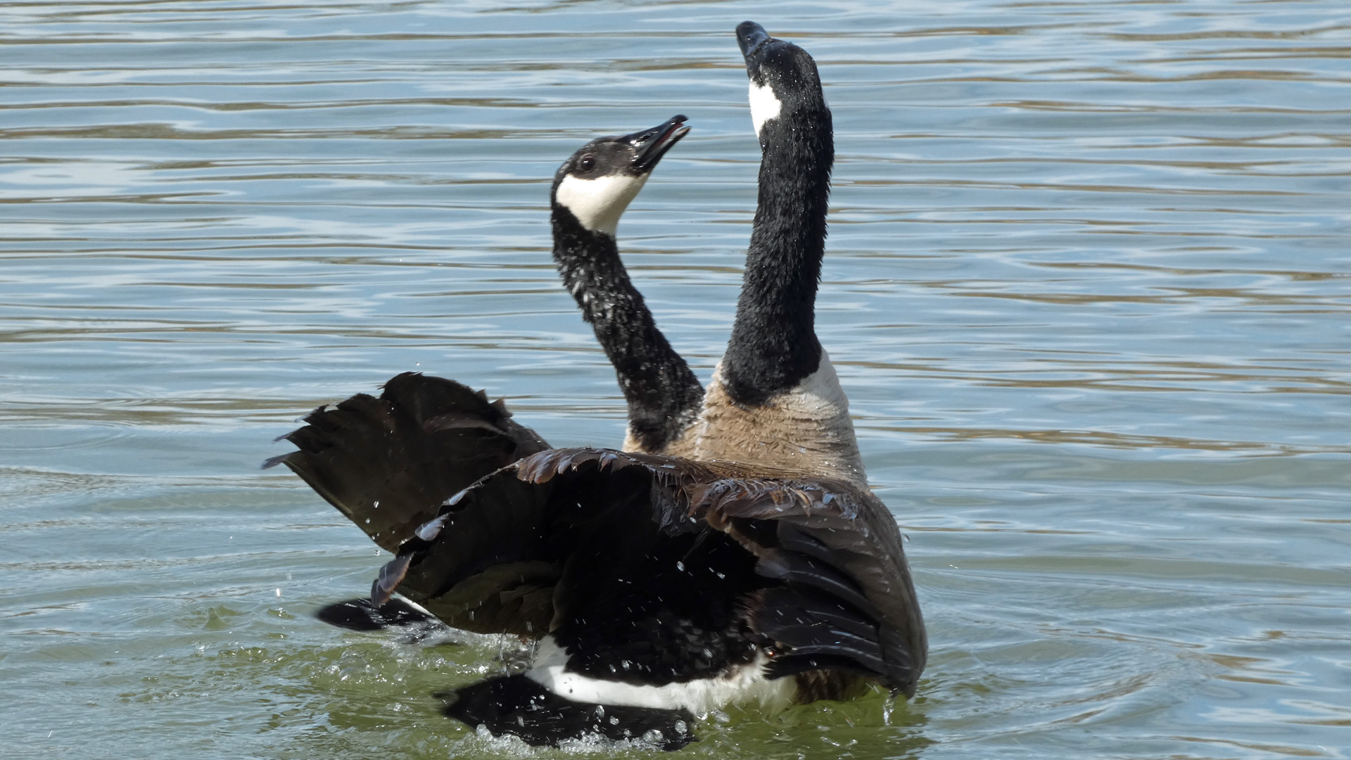 Mating, Rio Grande Bosque, Albuquerque, February 2022