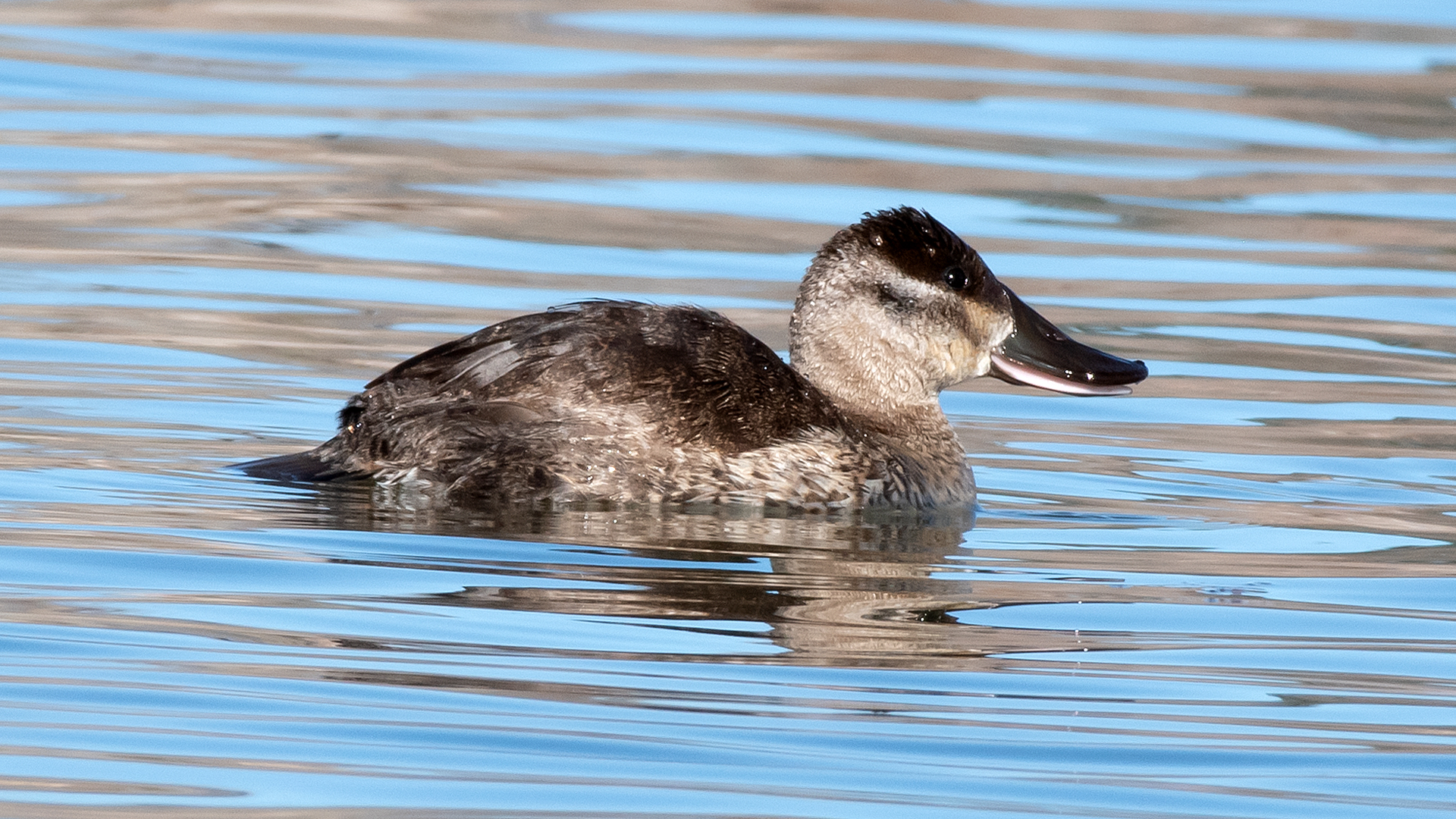 Female/immature, Tingley Beach, February 2023