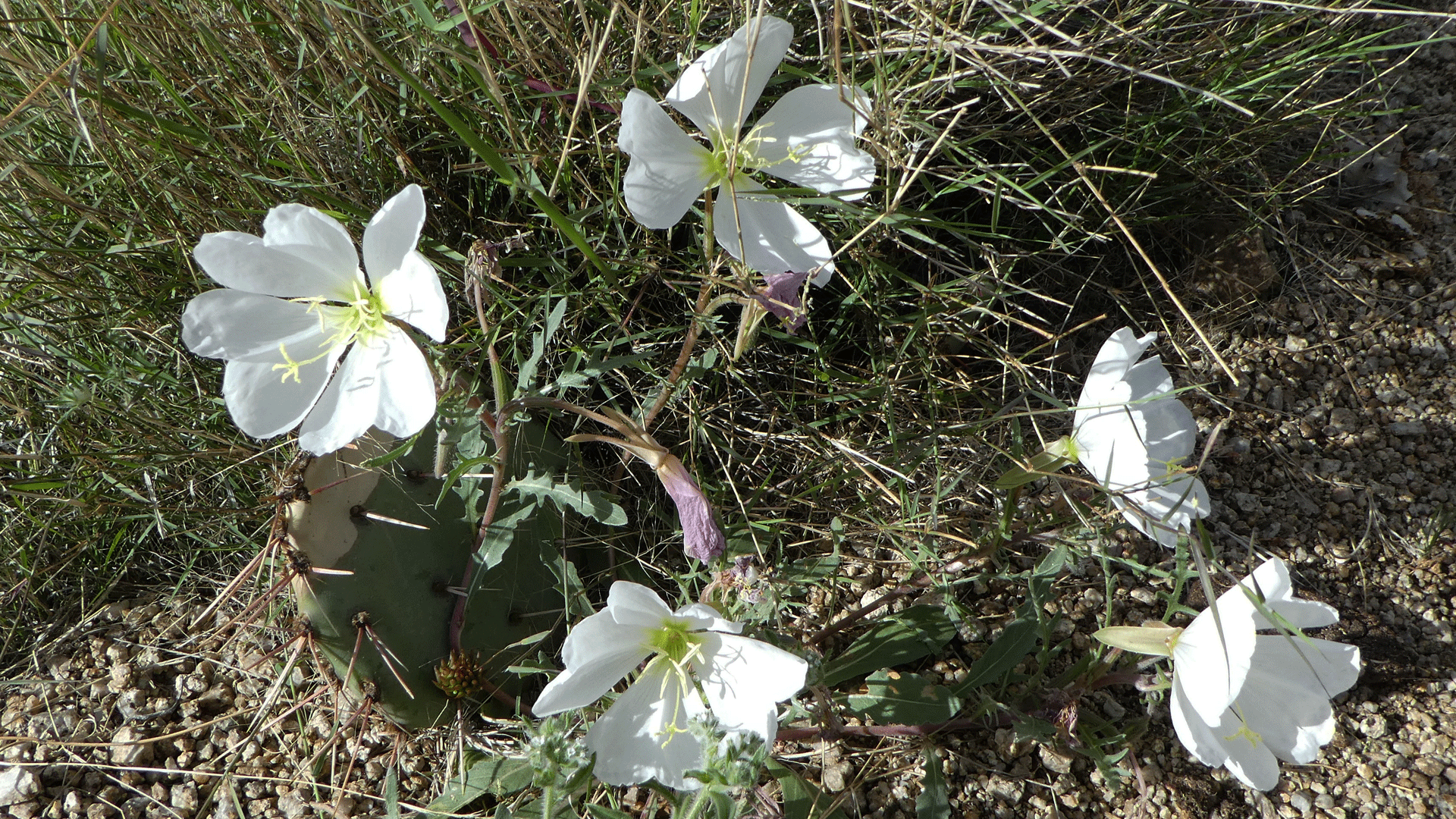 Sandia Mountains west foothills, April 2019