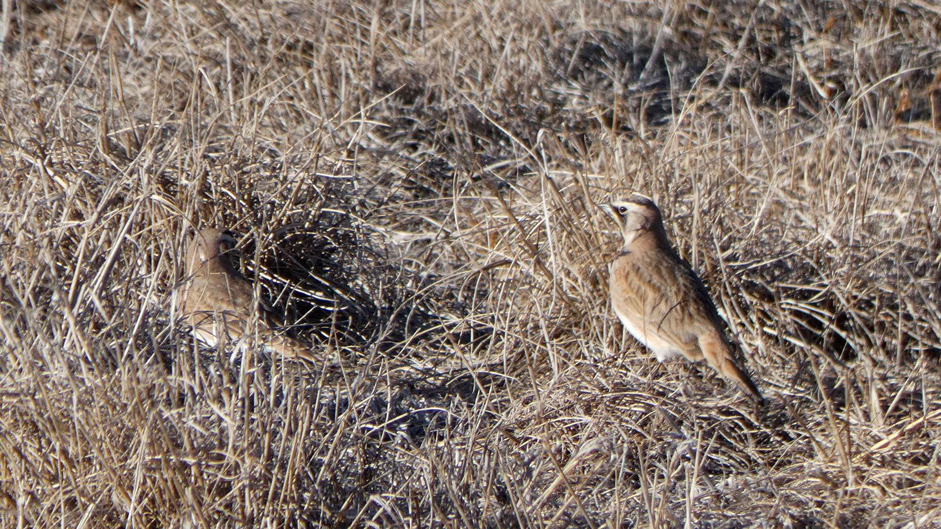 Females, Valle de Oro NWR, December 2020