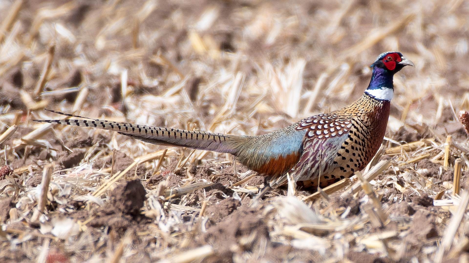 Male, Ladd S. Gordon Waterfowl Complex, February 2026