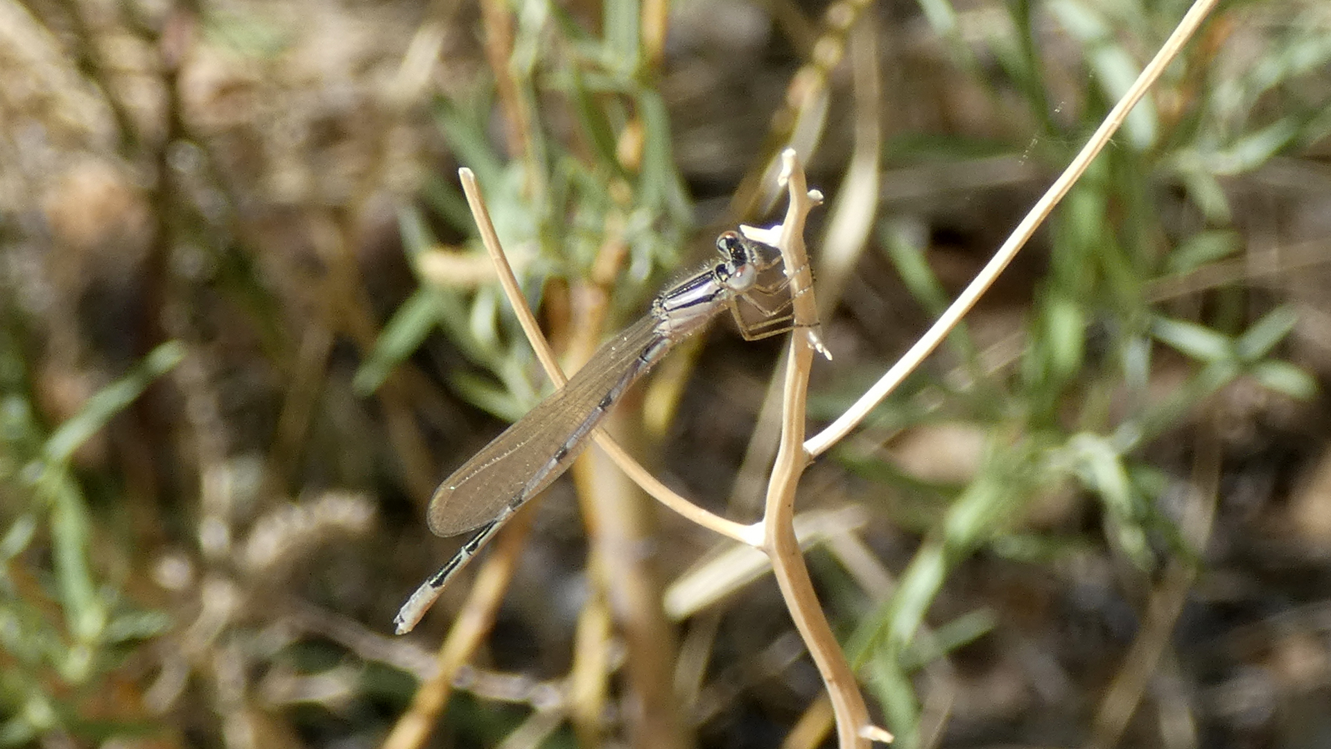 Immature male, Rio Grande Bosque, Albuquerque, May 2022