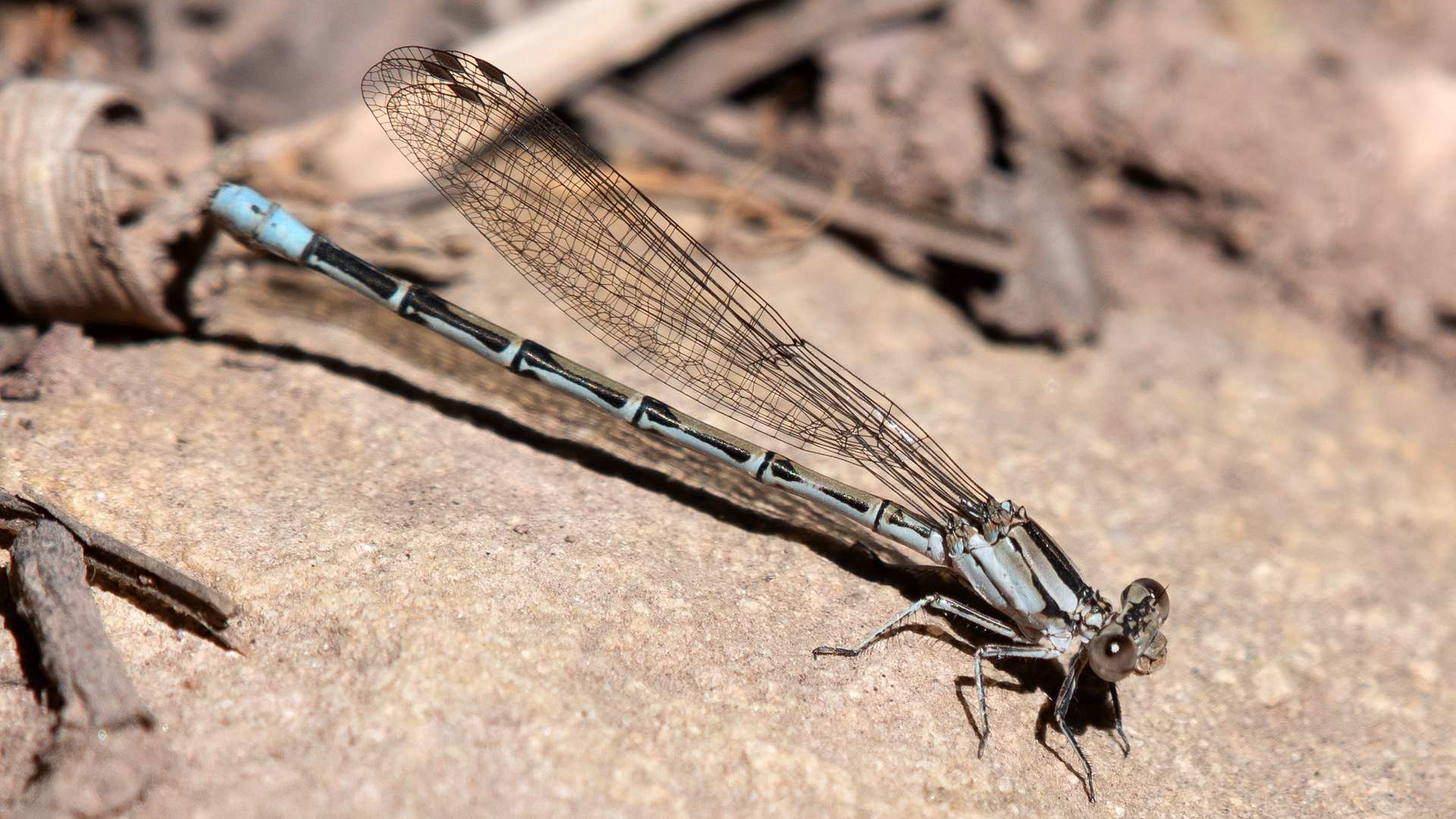 Female, Carlito Springs, May 2026