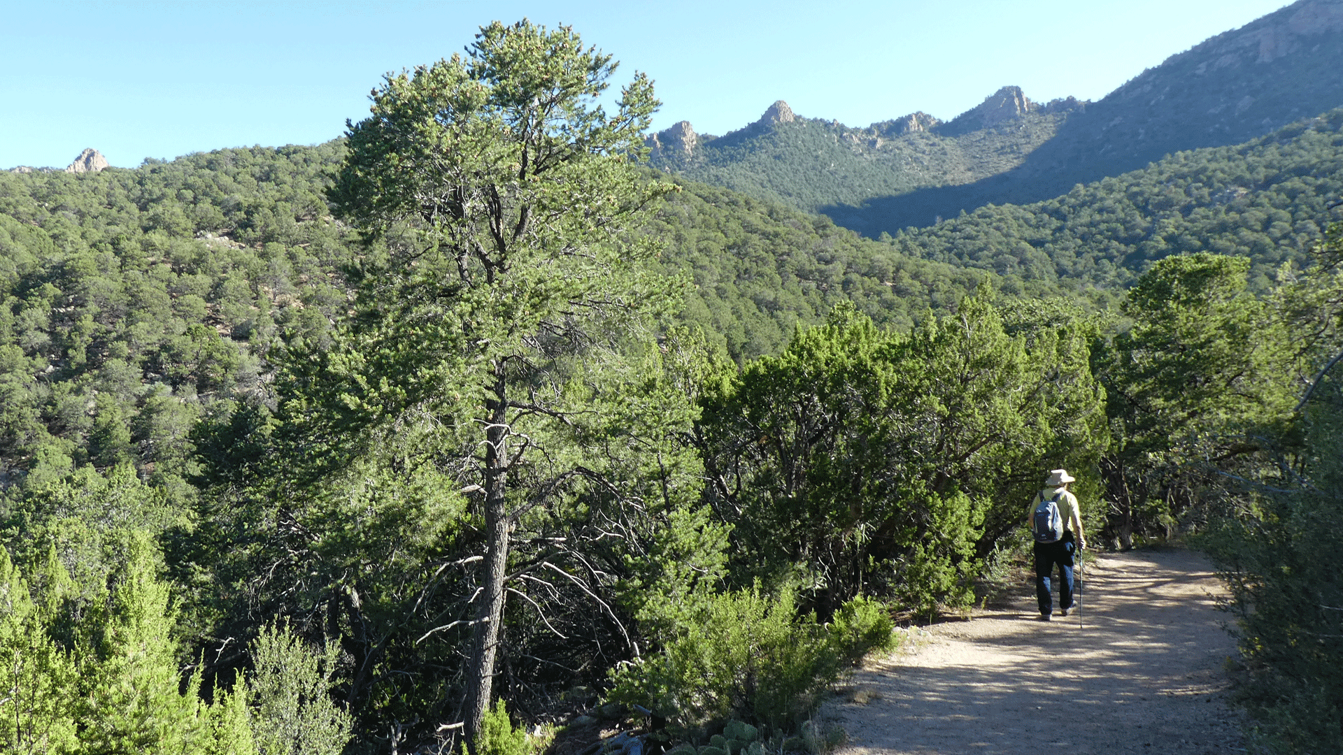 "Tall" habit, Sandia Mountains, September 2020