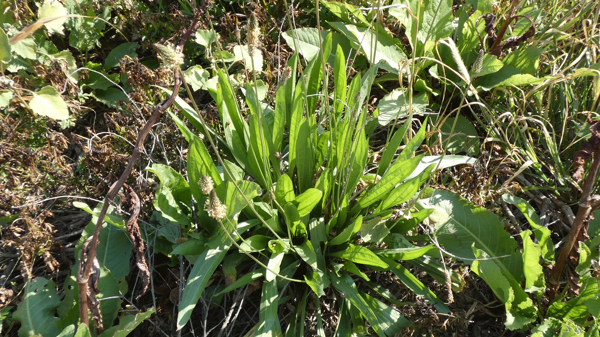 Basal leaves, Albuquerque, October 2020