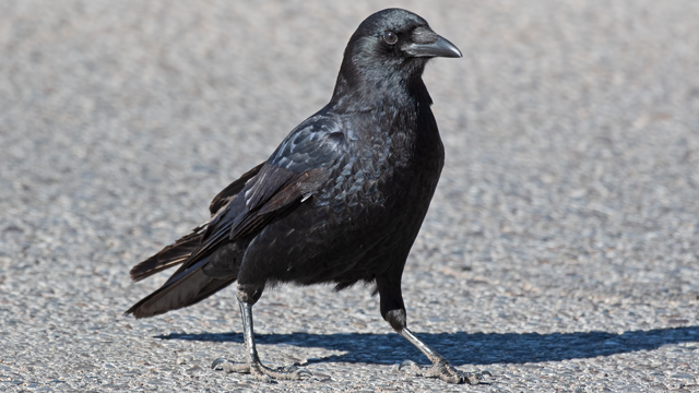 American crow in Albuquerque, February 2026