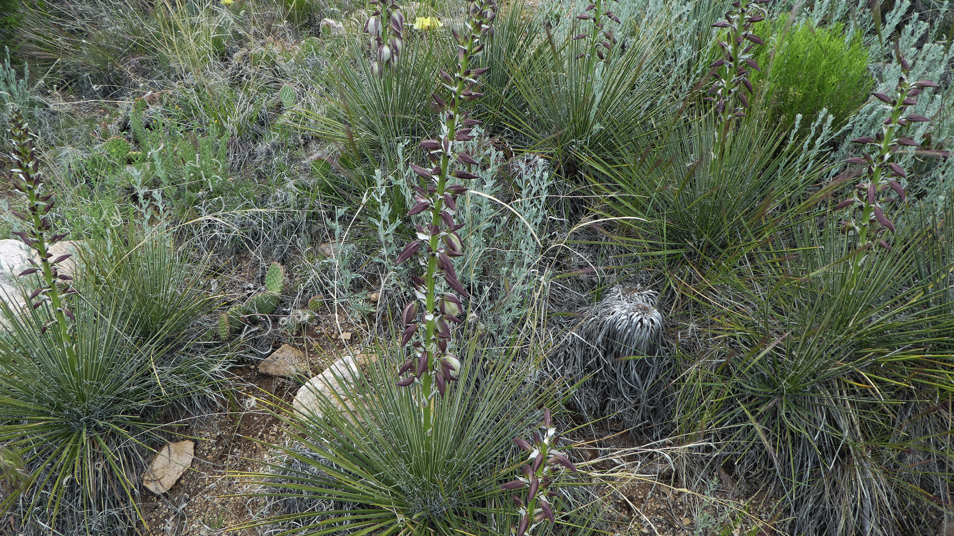 Sandia Mountains west foothills, May 2019