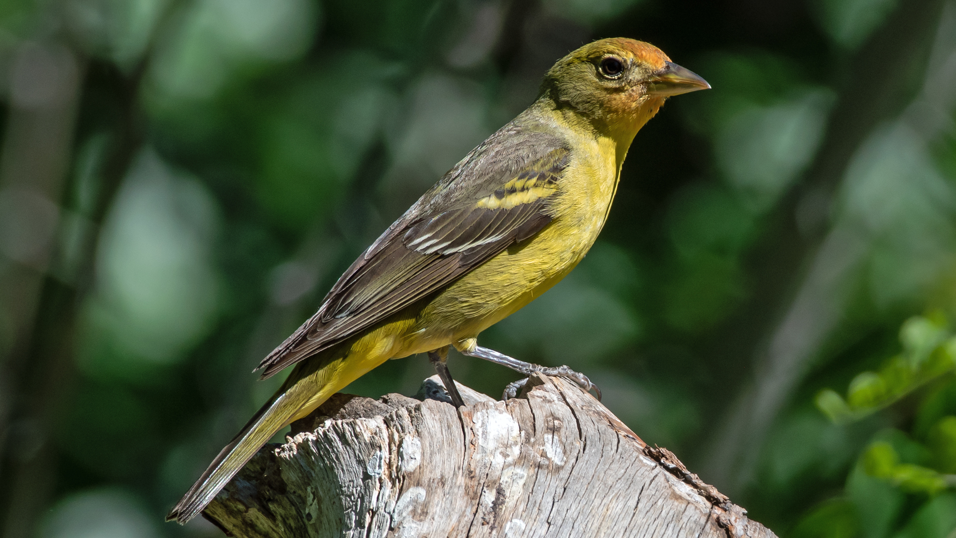 Female, Sandia Mountains, June 2023