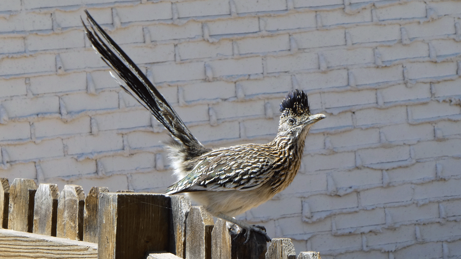 A classic pose, Albuquerque, May 2020