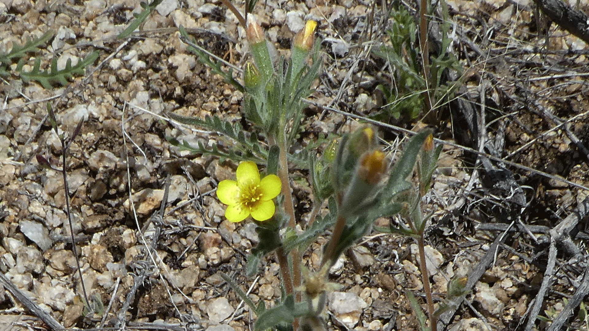 Sandia Mountains foothills, April 2020