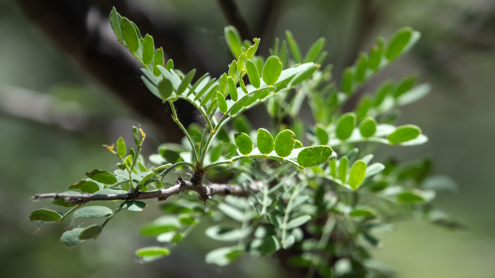 Leaves, Rio Grande Nature Center, Albuquerque, July 2023