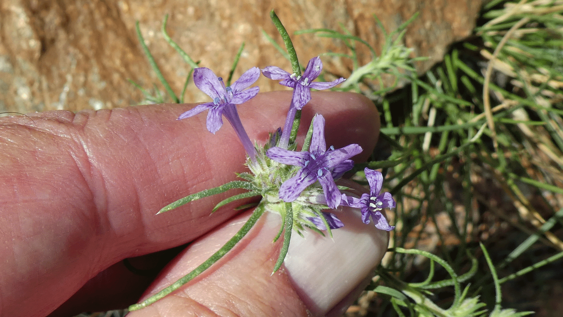 Sandia Mountains, September 2020