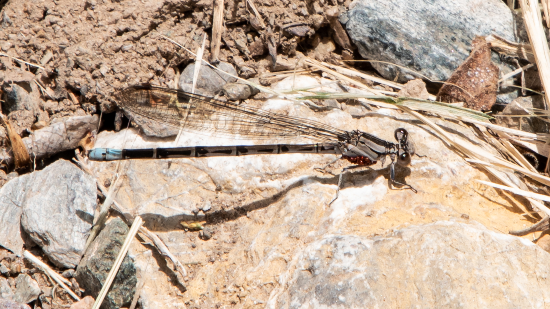 Female with mites, Carlito Springs Open Space, May 2023