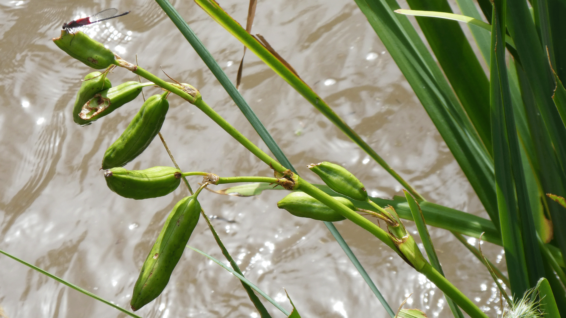 Albuquerque, July 2020